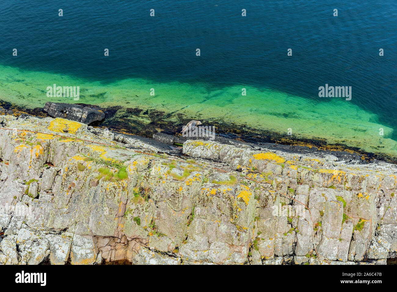 Phoque commun (Phoca vitulina) soleil sur Eilean Ban, Ecosse Banque D'Images