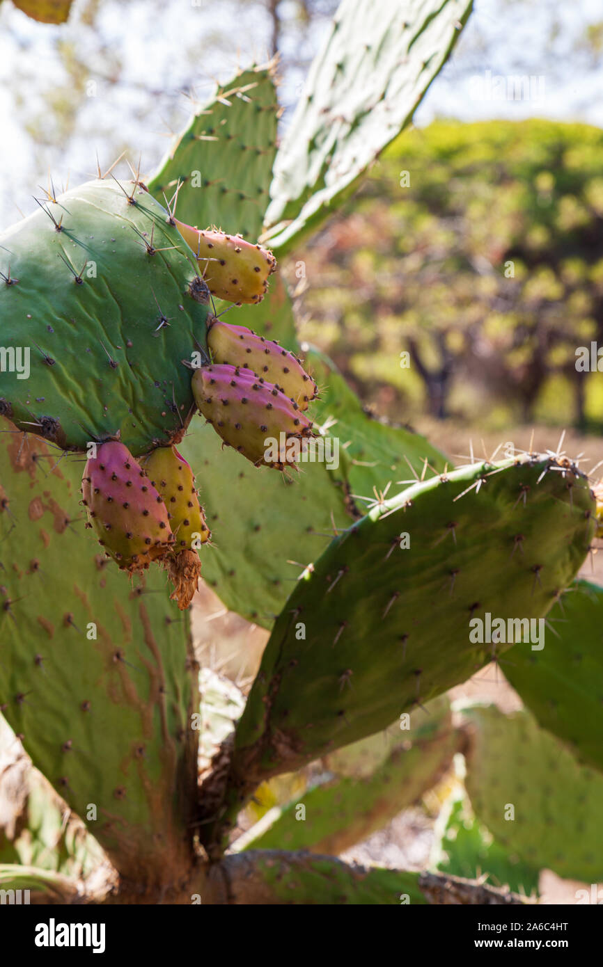 Opuntia, communément appelé figuier de barbarie, est un genre de la famille des cactus, Cactaceae. Figuiers de Barbarie sont également connus comme le thon, Sabra, nopal du nahuatl Banque D'Images