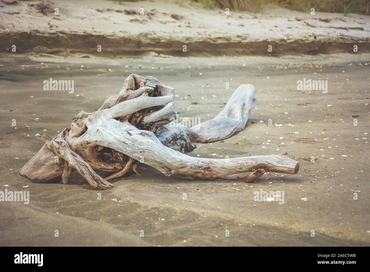 L' épave de bois sur la plage Banque D'Images