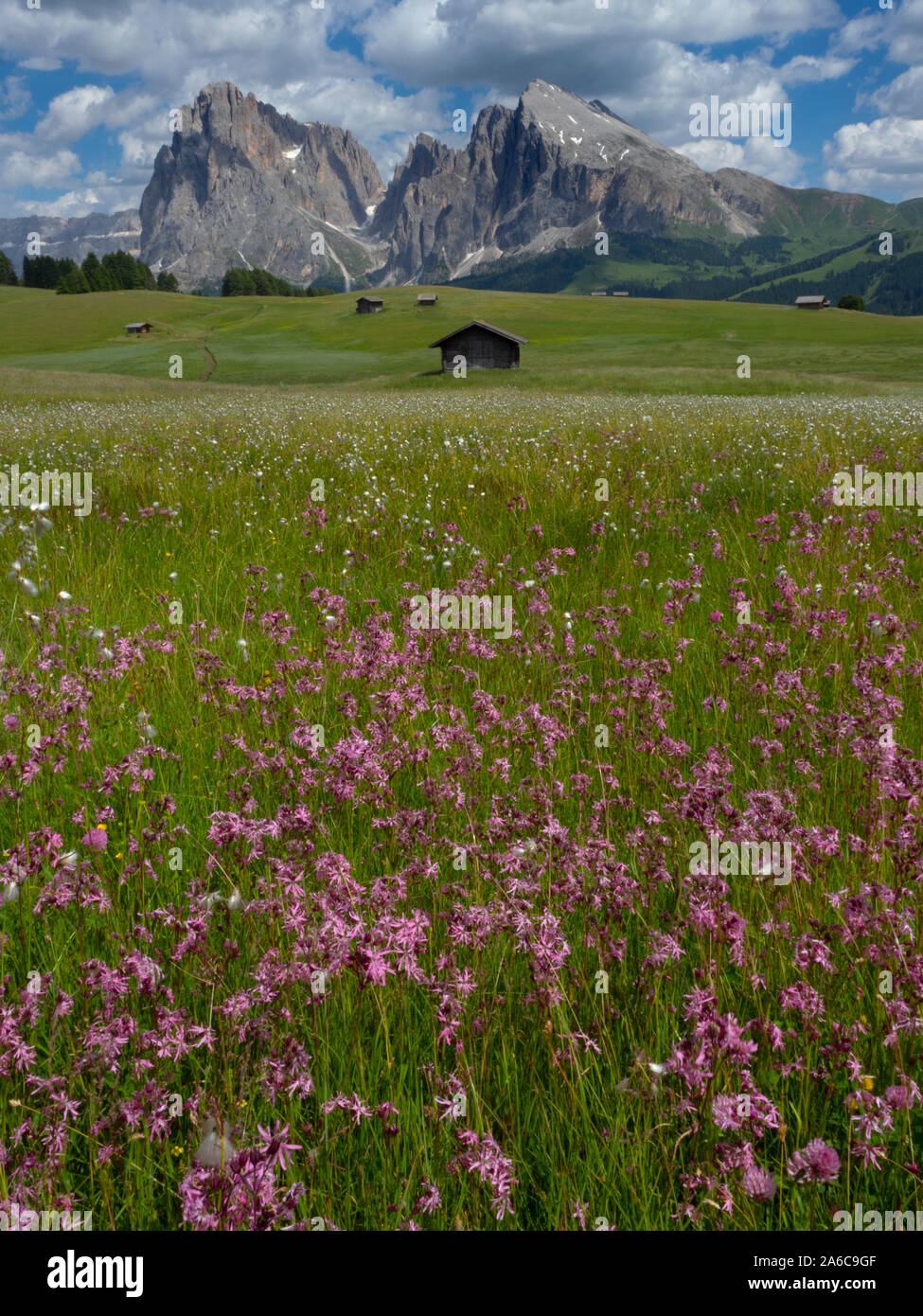 Près de village de Seiser Alm Compatsch, Dolomites, plateau, plus grande prairie alpine en Europe Banque D'Images