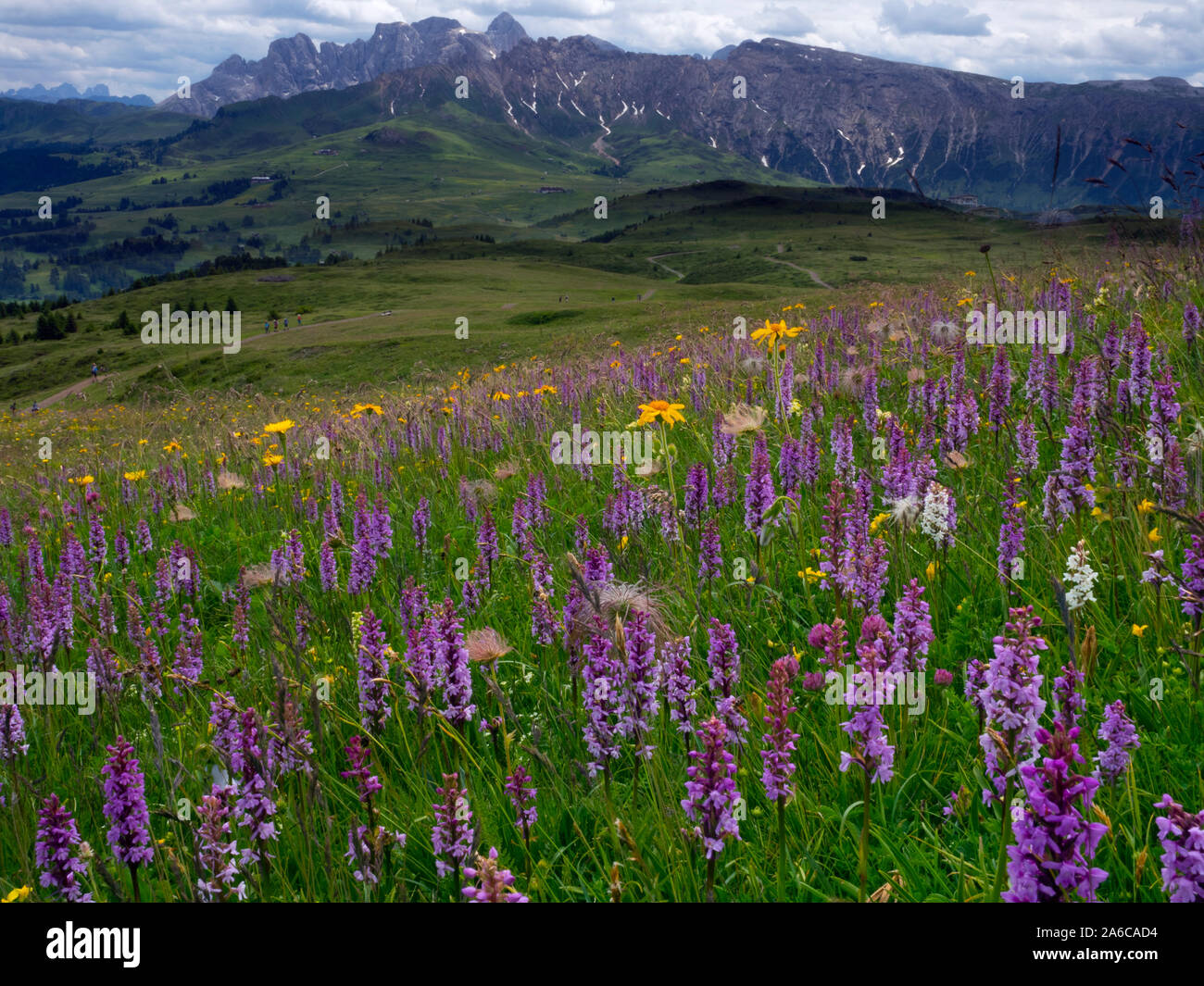Près de village de Seiser Alm Compatsch, Dolomites, plateau, plus grande prairie alpine en Europe Banque D'Images