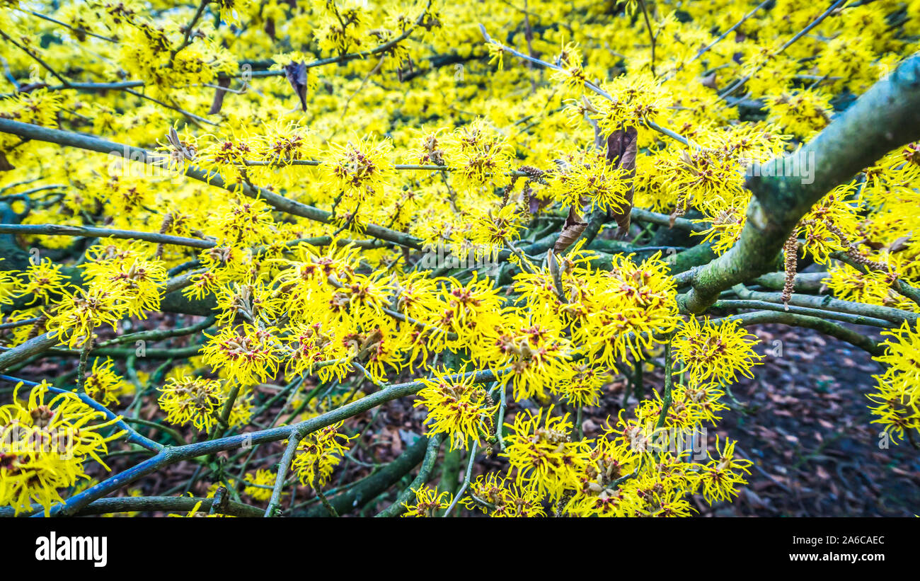 Fleurs jaune d'une noisette de sorcière Banque D'Images