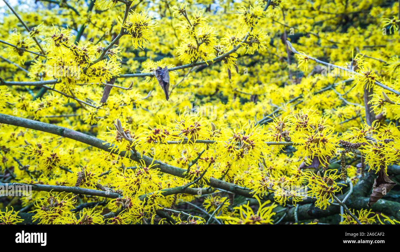 Fleurs jaune d'une noisette de sorcière Banque D'Images