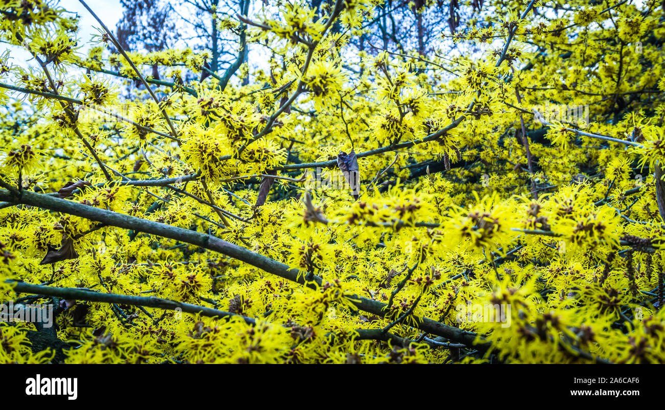 Fleurs jaune d'une noisette de sorcière Banque D'Images
