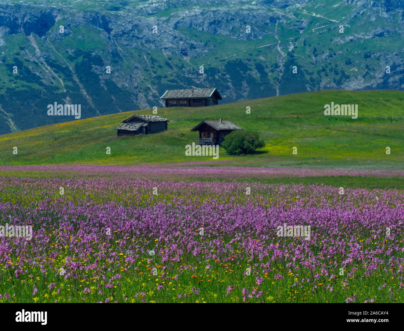Près de village de Seiser Alm Compatsch, Dolomites, plateau, plus grande prairie alpine en Europe Banque D'Images