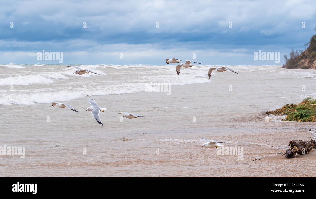 Un groupe de goélands à bec cerclé (Larus delawarensis) voler sur des vagues sur les rives du lac Michigan à l'automne. Banque D'Images