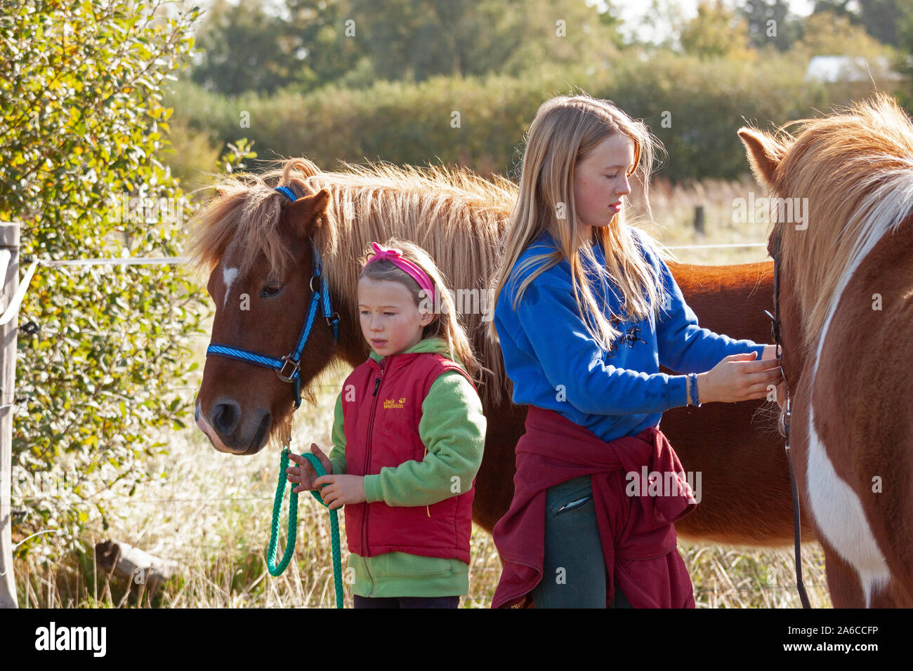 Deux jeunes filles sont haltering leurs poneys. Banque D'Images