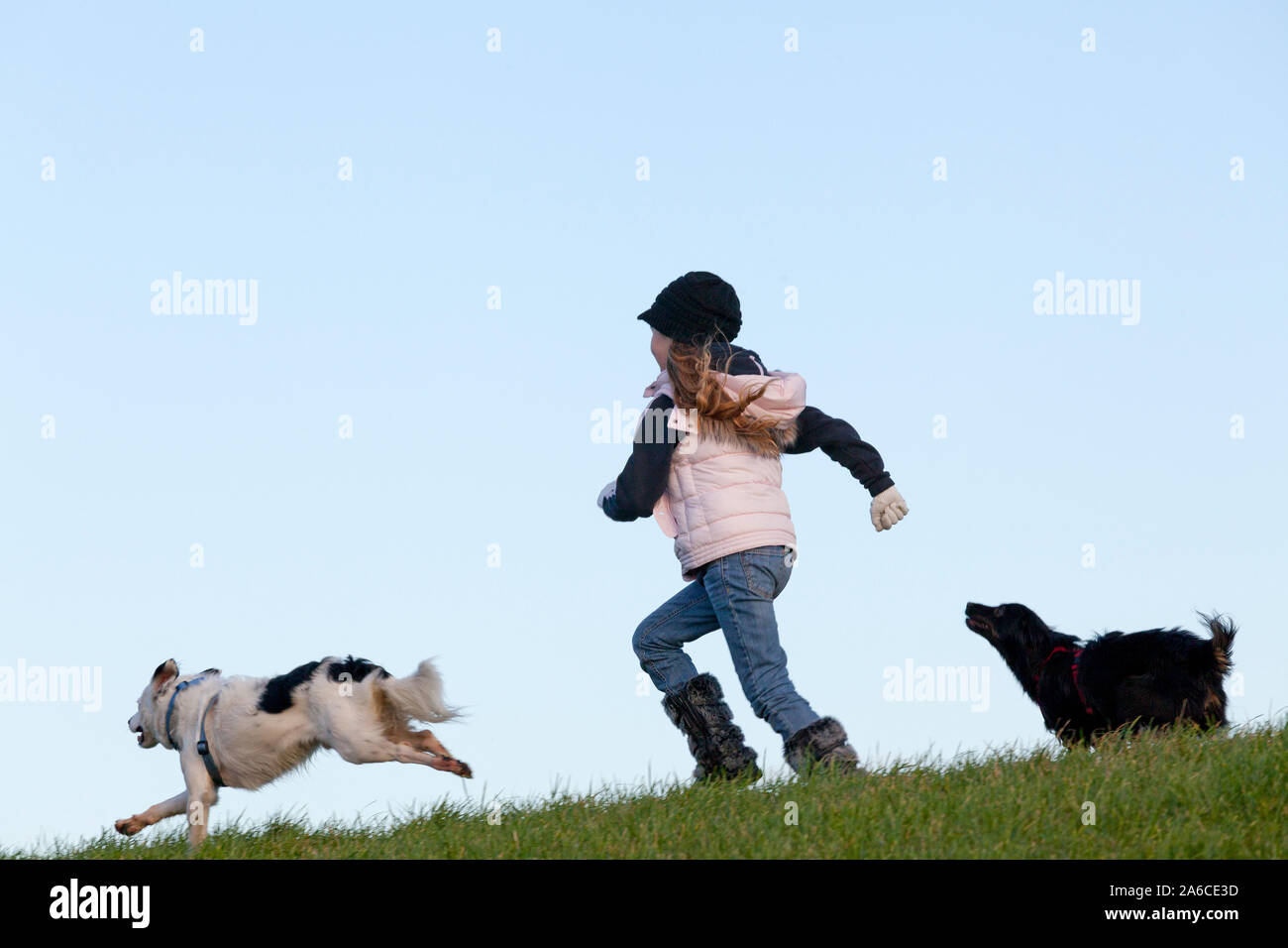 Une petite fille est en marche avec ses chiens. Banque D'Images