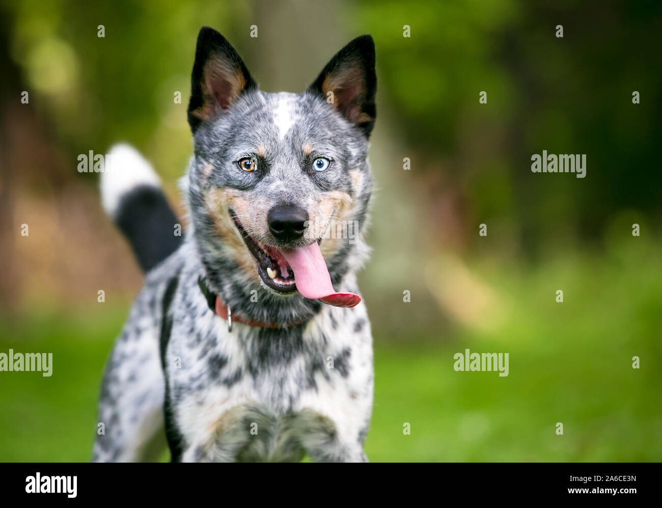 Un heureux chien bovins australiens avec heterochromia dans ses yeux, et haletant avec une très longue langue sortir de sa bouche Banque D'Images