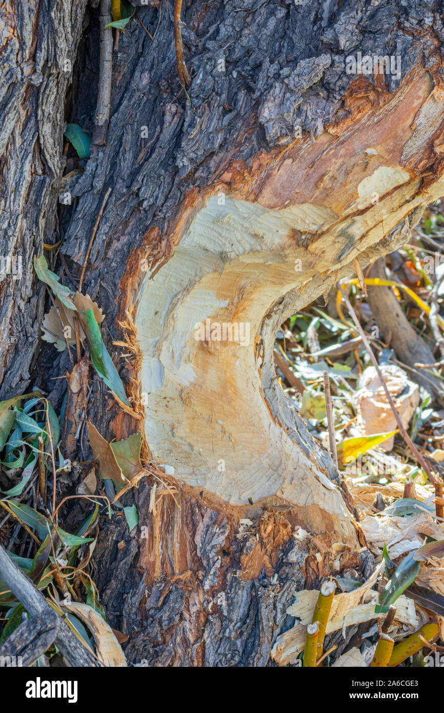Tronc d'arbre de coton à feuilles étroites et fortement mâché par North American Beaver, Castle Rock Colorado USA. Photo prise en octobre. Banque D'Images