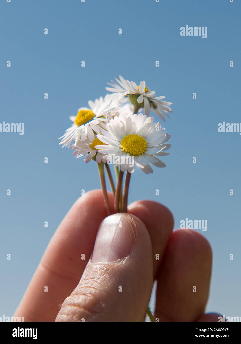 Fleurs Banque D'Images