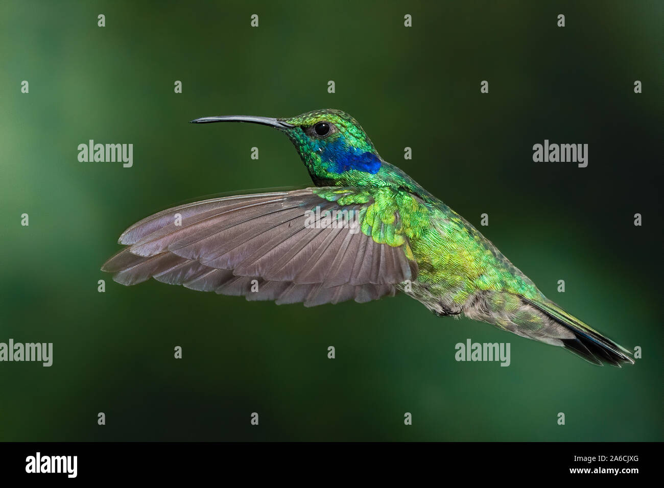 Un Green Violet-ear Hummingbird Colibri thalassinus - - en vol dans la vallée de la rivière Savegre du Costa Rica. Banque D'Images