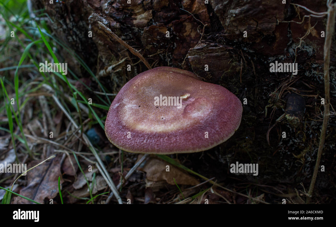 Champignon Sanguin Banque d'image et photos - Alamy