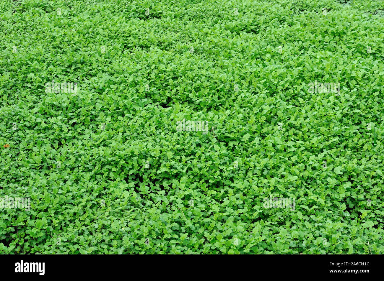 Feuilles vert-fond de la moutarde des champs agricoles Banque D'Images