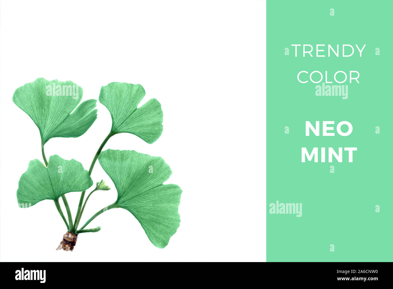 Menthe - couleur tendance Neo pour 2020, qu'il y ait un droit de rameau avec le gingko feuilles isolées sur fond blanc Banque D'Images
