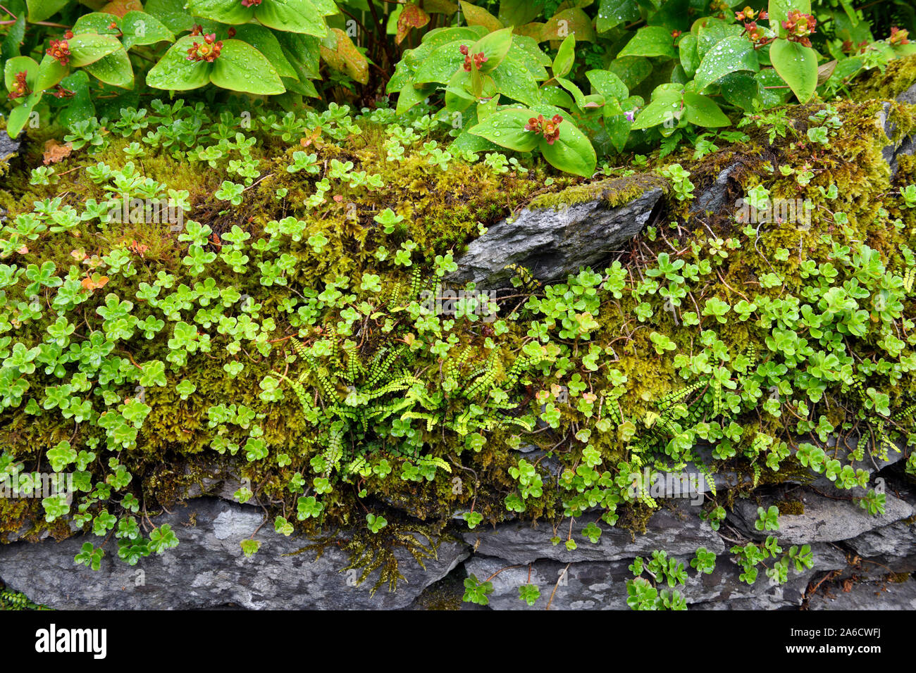 Mur en pierre sèche avec de la mousse humide sedum et du millepertuis fleurs après la pluie à Rydal Ambleside Lake District National Park en Angleterre Banque D'Images