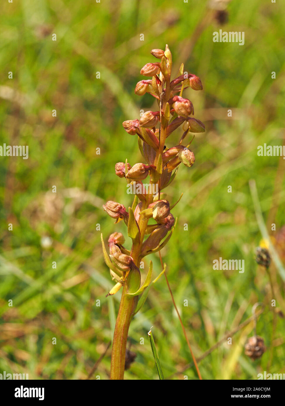 Orchidée grenouille (Coeloglossum viride) sur les prairies calcaires à Ingleborough National Nature Reserve, Yorkshire Angleterre UK Banque D'Images