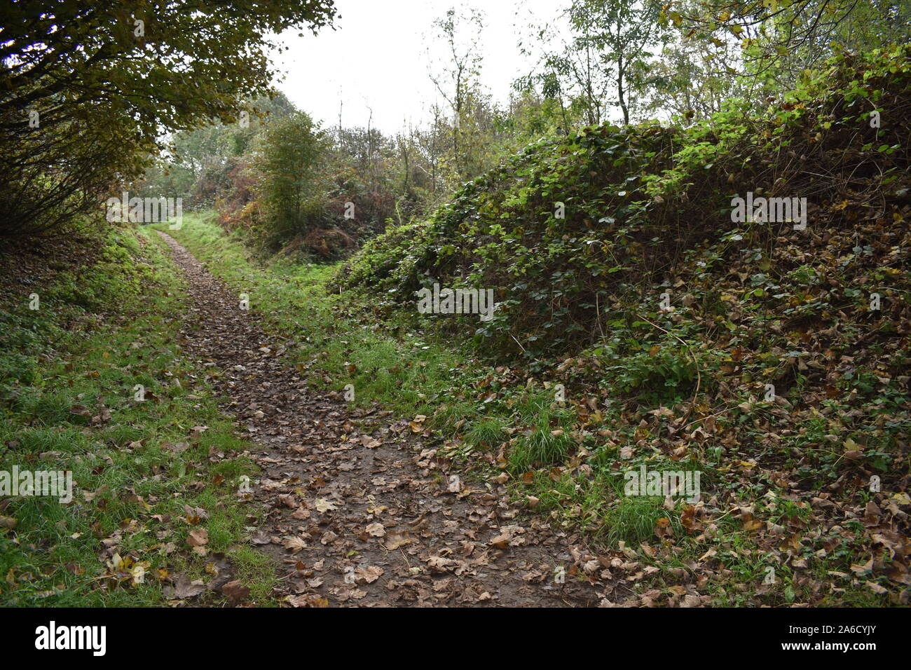 Une promenade dans les bois, Ham Hill, Somerset Banque D'Images