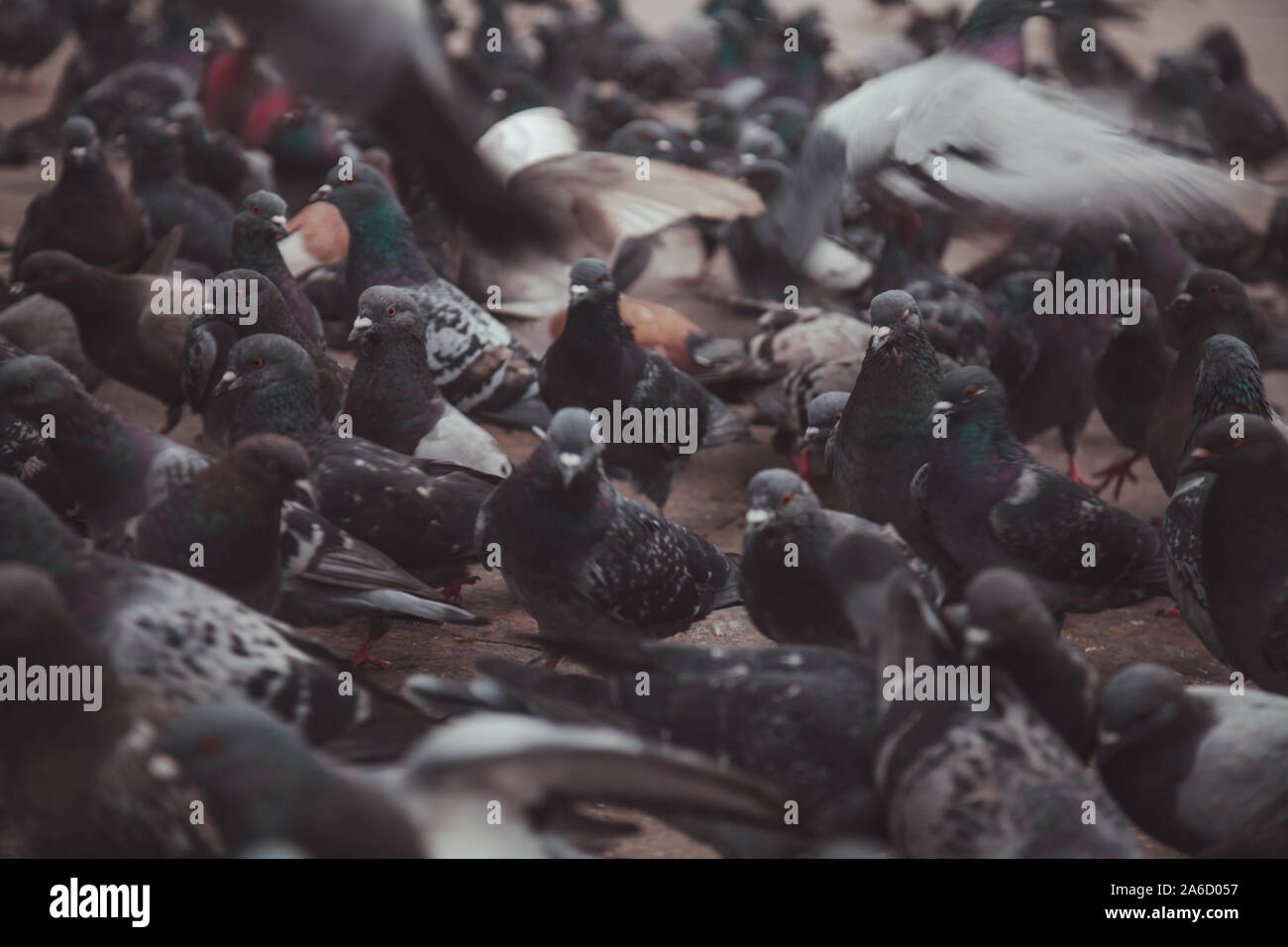 Les pigeons dans une ville. concept d'oiseaux affamés sale dans la ville. Banque D'Images