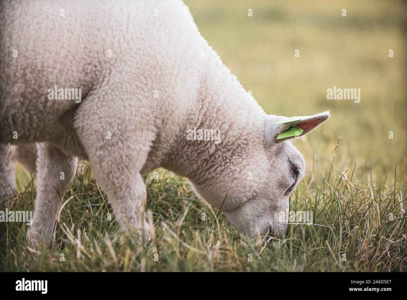 Le pâturage des moutons sur l'herbe dans un ranch aux Pays-Bas Banque D'Images