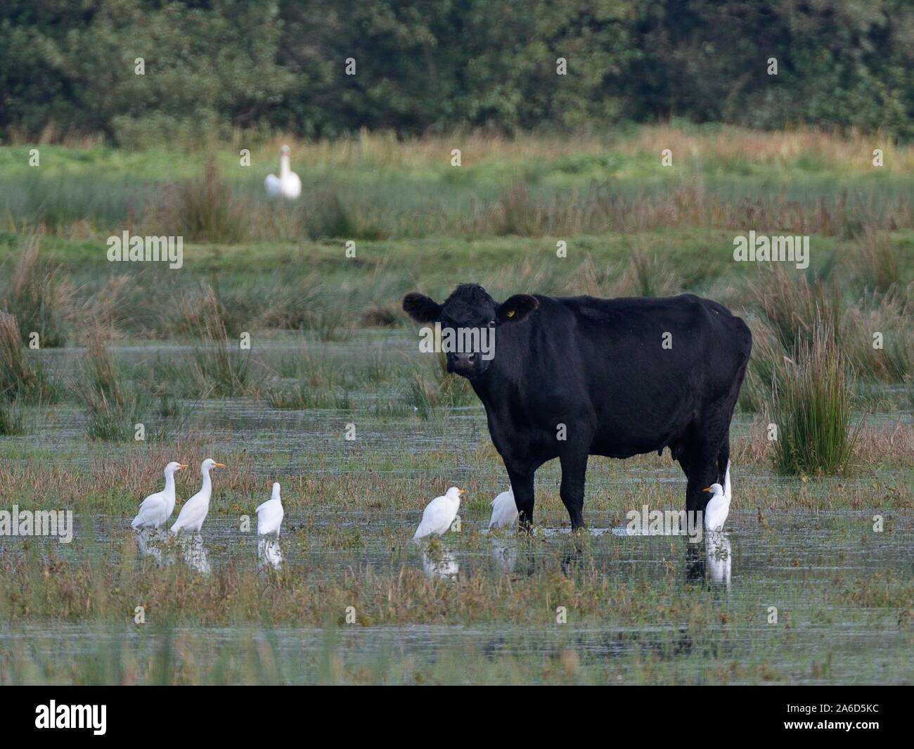 Groupe des garde-boeufs (Bubulcus ibis) de nourriture pour les insectes rincé par une vache (Bos taurus) comme il patauge à travers pâturages marécageux inondées, Somerset Lev Banque D'Images