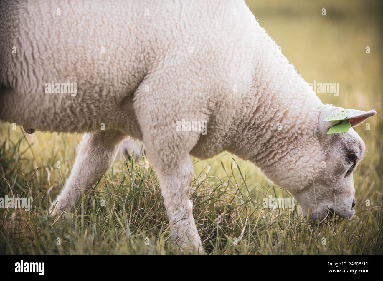 Le pâturage des moutons sur l'herbe dans un ranch aux Pays-Bas Banque D'Images