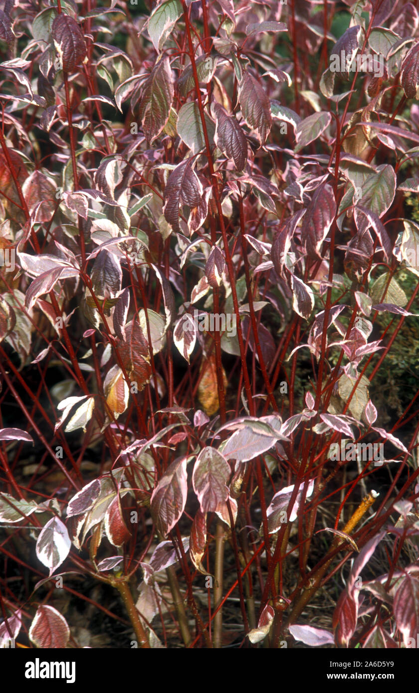CORNUS ALBA 'SIBIRICA VARIEGATA' (à écorce rouge, blanc ou Sibérie) ) Banque D'Images