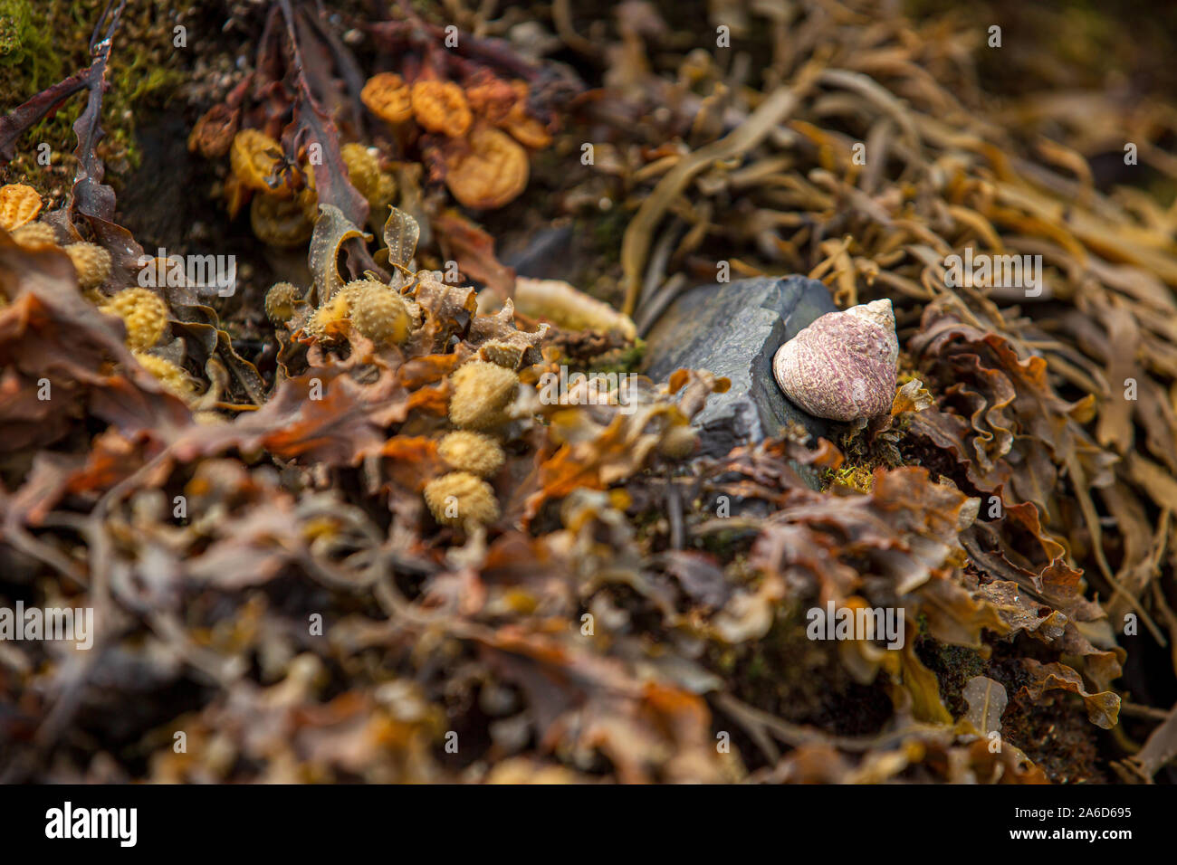Coquille de perwinkle commune (Littorina littorea) assise sur un rocher niché dans un lit d'algues sur la côte de Bantry Bay, West Cork, Irlande. Banque D'Images