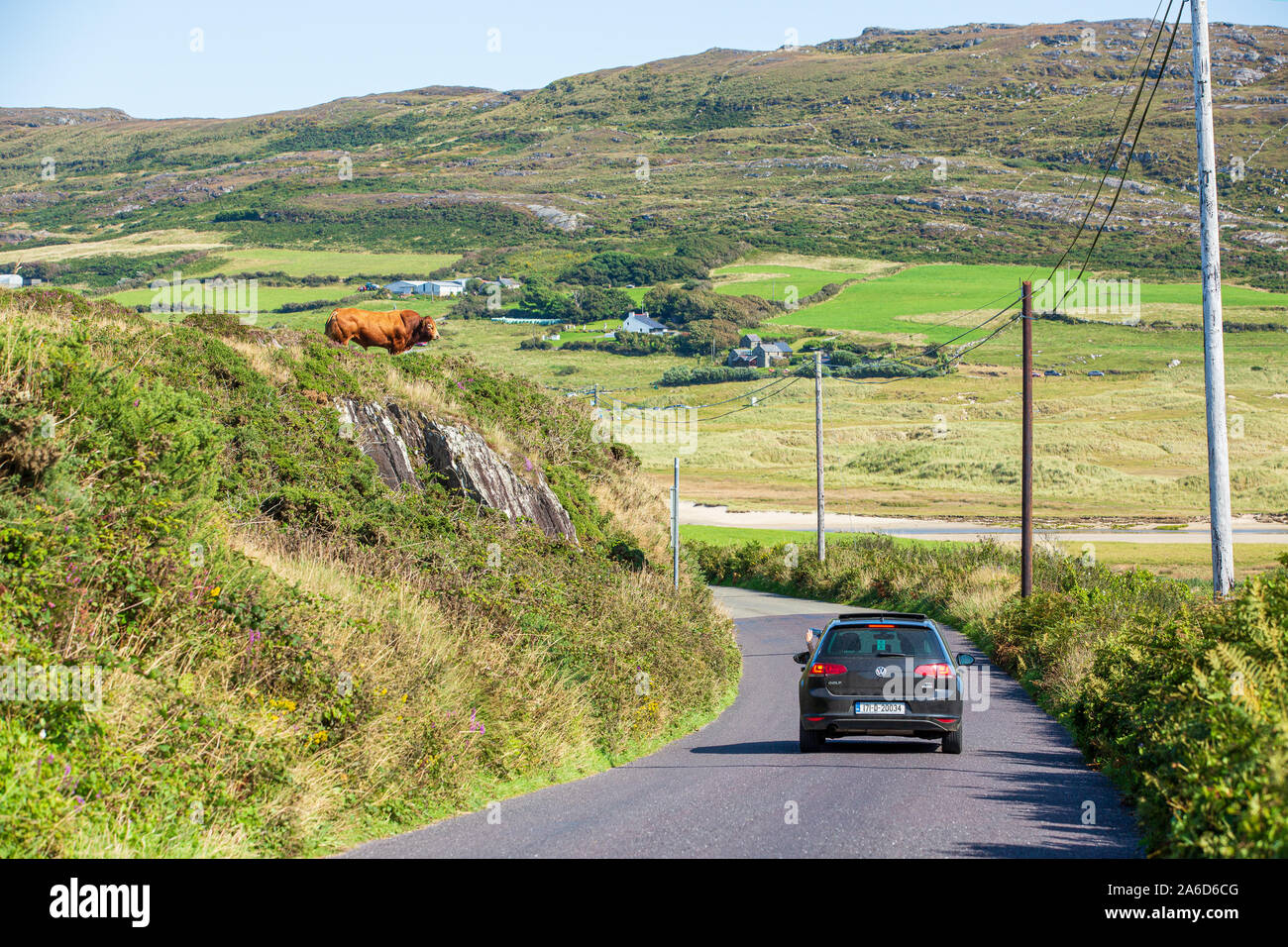 Dans la voiture de tourisme de prendre une photo d'un pâturage bull au bord d'une falaise au-dessus de la voie publique. L'Irlande, l'Ouest de Cork Banque D'Images