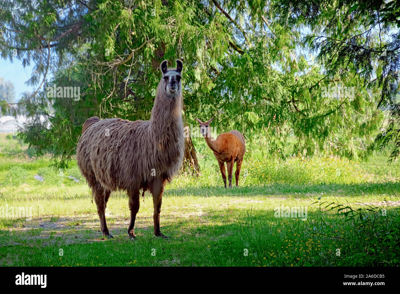 Deux Lamas (Camelus glama) dans un champ sous les branches de cèdre, Maple Ridge, B. C., Canada Banque D'Images