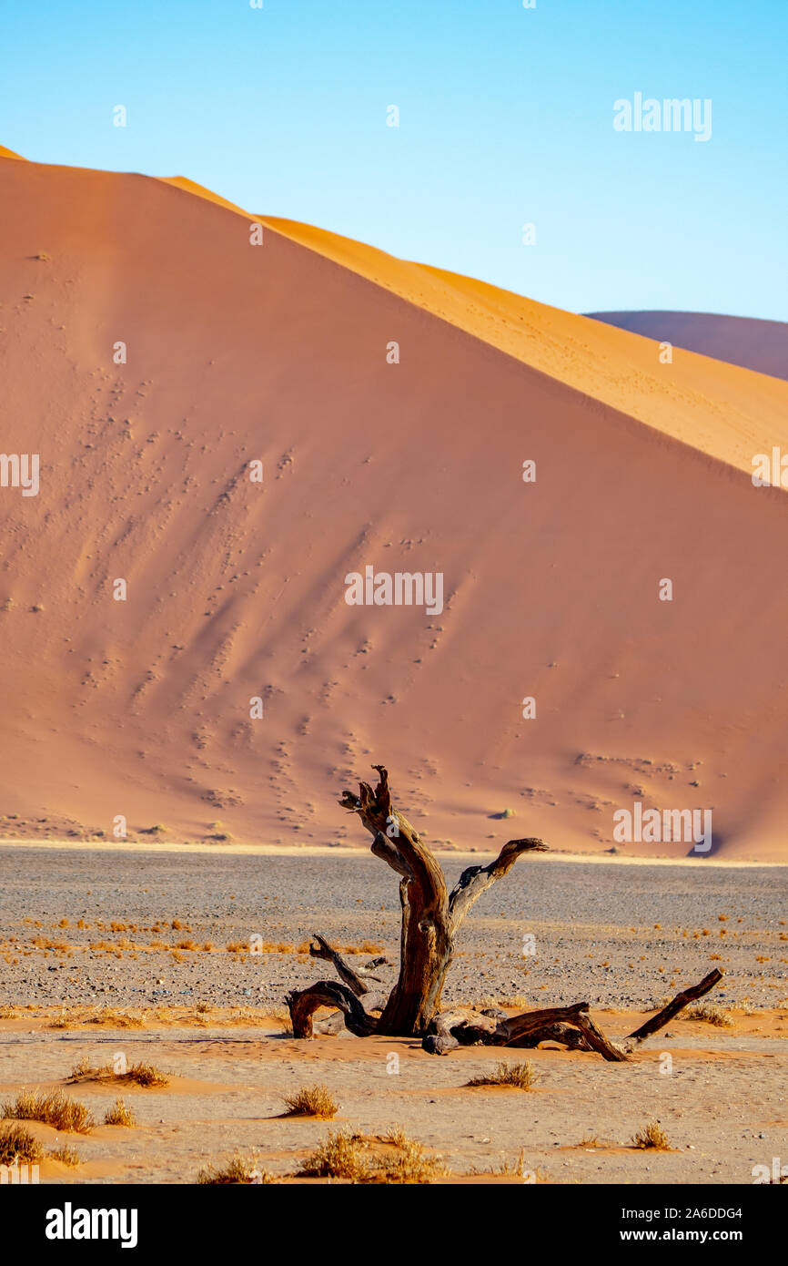 Namib Namibie Sossusvlei Desert Vlei Mort, afrique Banque D'Images