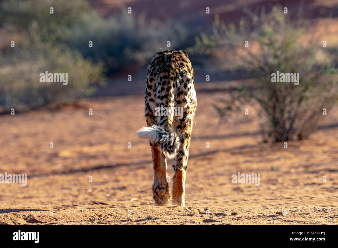 La célèbre Guépard (Acinonyx jubatus) de la Namibie Banque D'Images