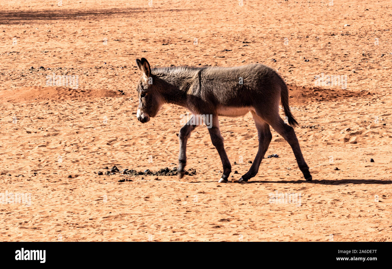 La faune dans le désert du Kalahari, la Namibie, l'Afrique Banque D'Images