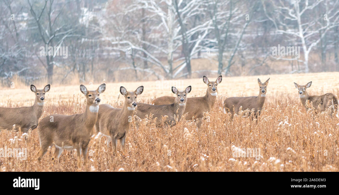 Troupeau de cerfs de Virginie (Odocoileus virginianus) dans la zone de matinée d'hiver. Banque D'Images