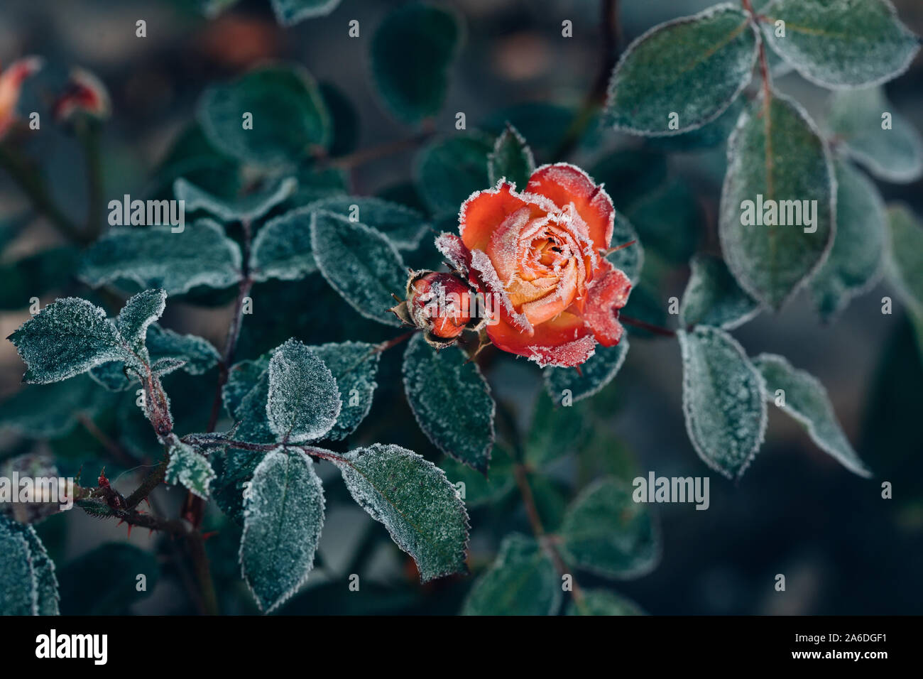 Frozen roses après le gel de nuit en automne, tonique nature background Banque D'Images