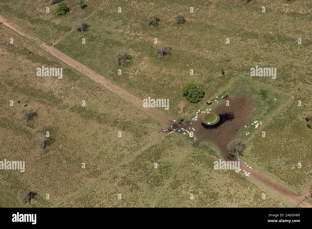 Aquidauana, Mato Grosso do Sul, Brésil - 31 août 2016 : Vue aérienne d'un troupeau autour d'un barrage sur le vaste champs verts des terres humides du Brésil (Pantanal) Banque D'Images