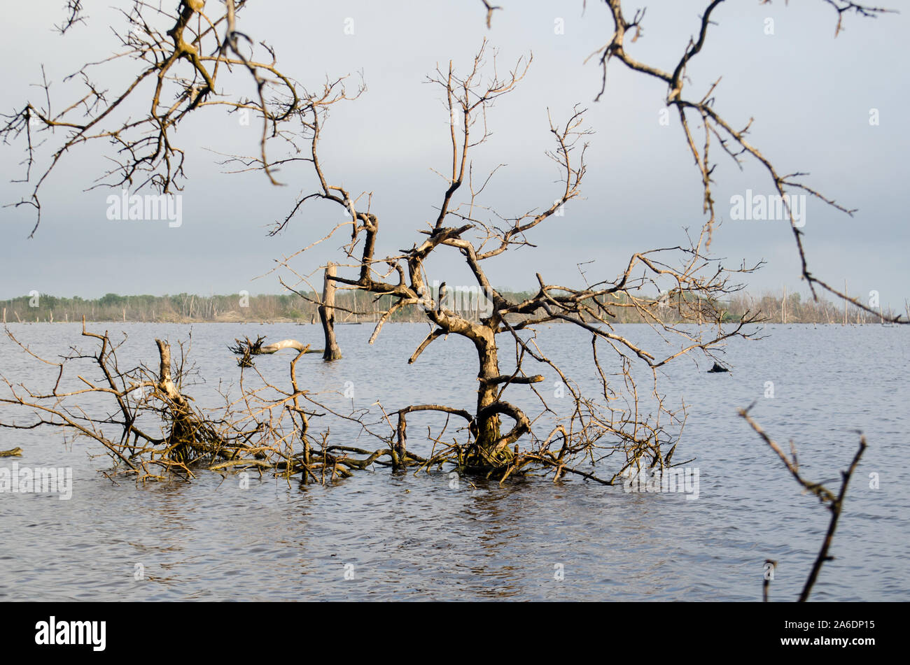 La forêt de mangrove morte dans la Ciénaga Grande de Santa Marta Banque D'Images