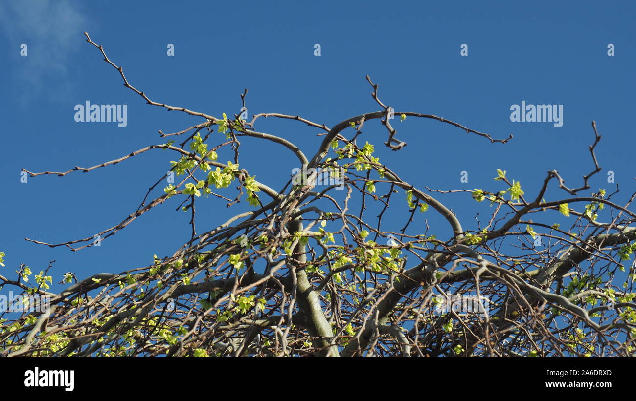 Feuilles d'orme wych pleureur au printemps Banque D'Images
