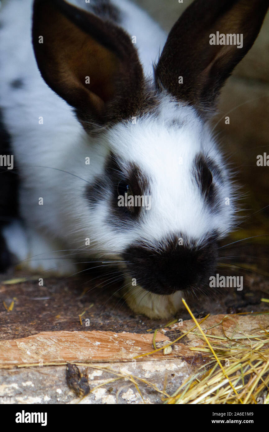 Un lapin blanc avec des taches noires sur le foin. Banque D'Images