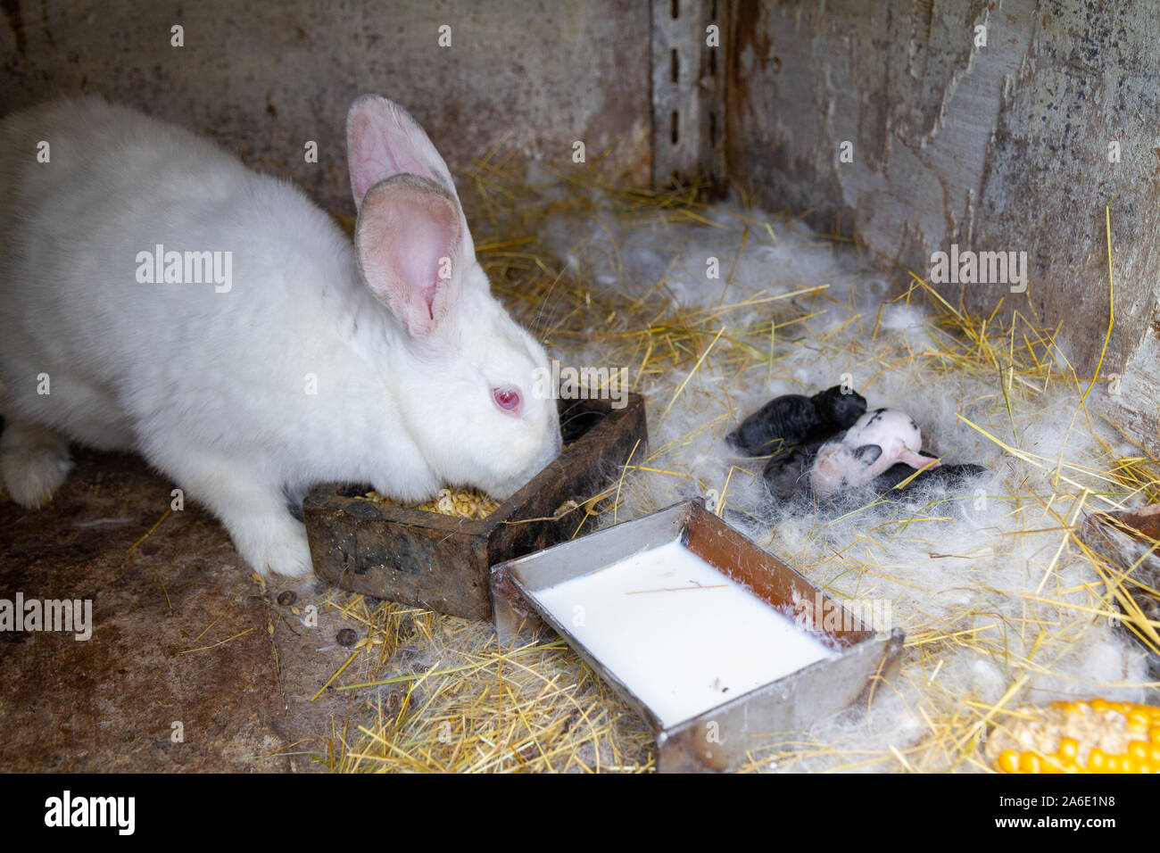 Une mère avec son lapin portée de bébés lapins. Banque D'Images