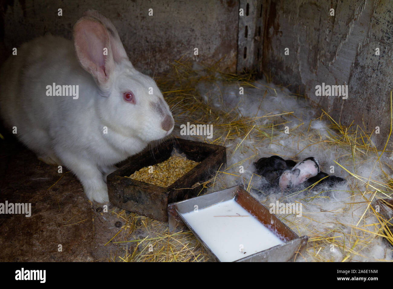 Une mère avec son lapin portée de bébés lapins. Banque D'Images
