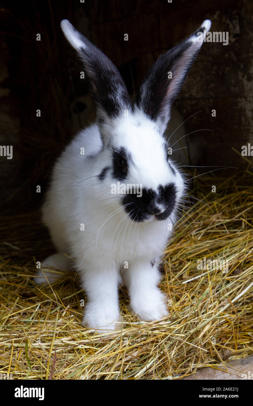 Un lapin blanc avec des taches noires sur le foin. Banque D'Images