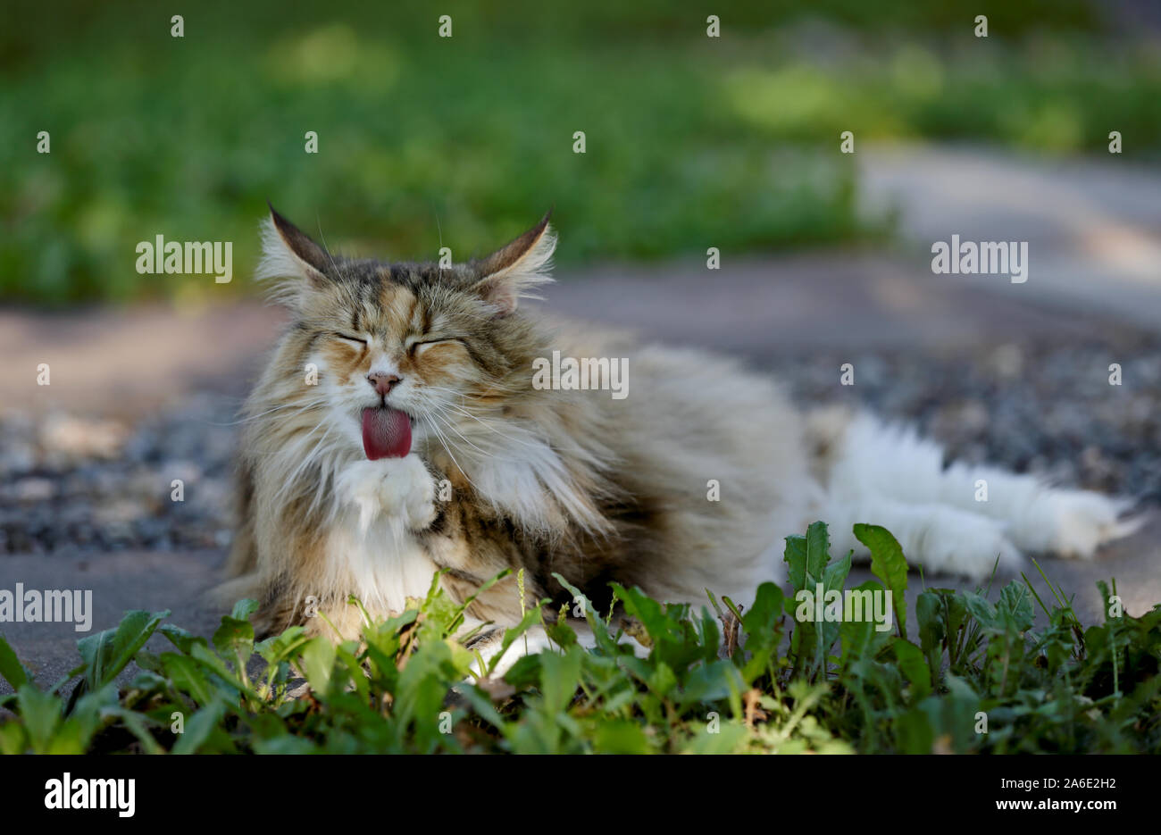 Une douce écaille femelle chat norvégien léchant sa patte. Elle se repose dans l'herbe Banque D'Images