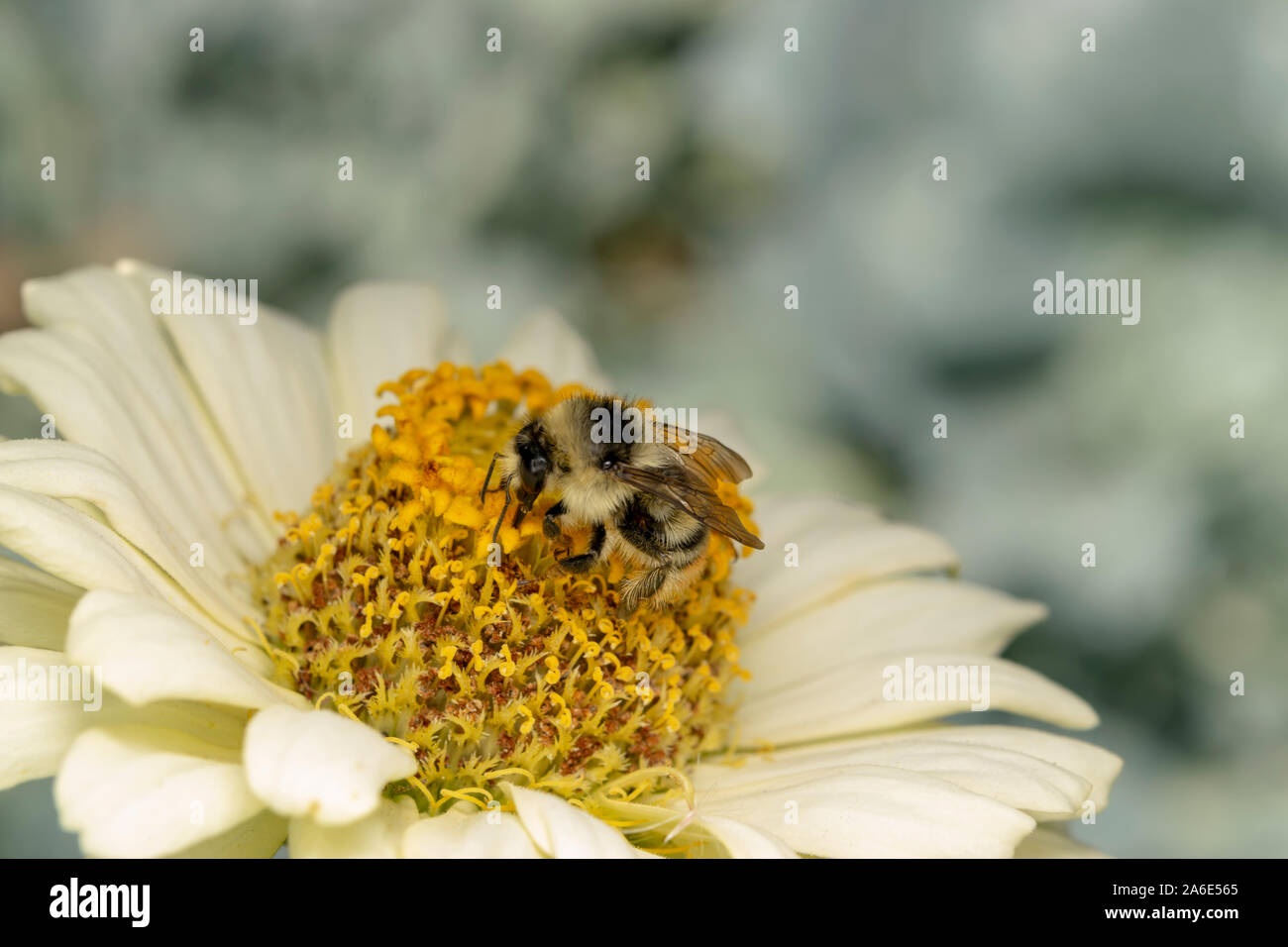 Bourdon (ou abeille bourdonneuse, abeille bourdonneuse ou abeille humble) sur la fleur blanche. Il s'agit de l'une des plus de 250 espèces du genre Bombus. Banque D'Images