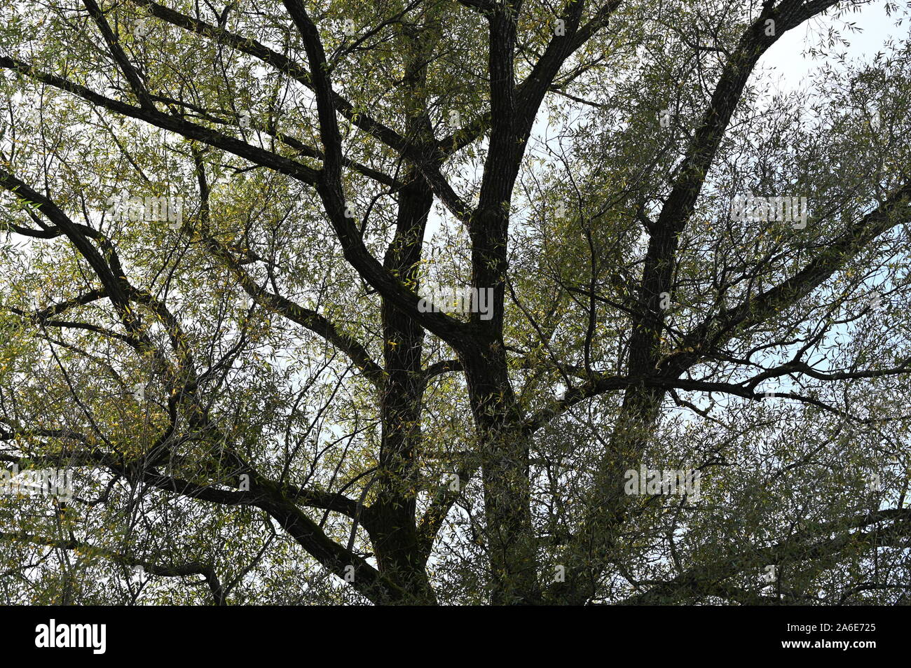 Herbst am österreichischen Bodenseeufer Banque D'Images