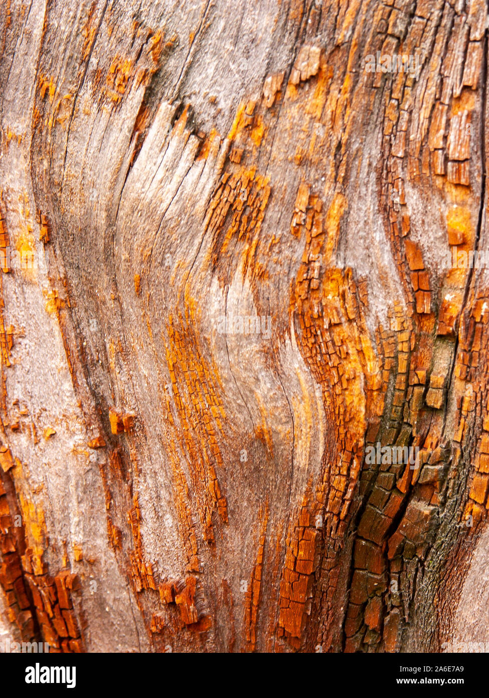 Détail de l'écorce de chêne rouge érodées par le temps, d'un plante parc vieux de plusieurs siècles. Textures et des rayures sur l'écorce avec moss causé par le temps. Banque D'Images