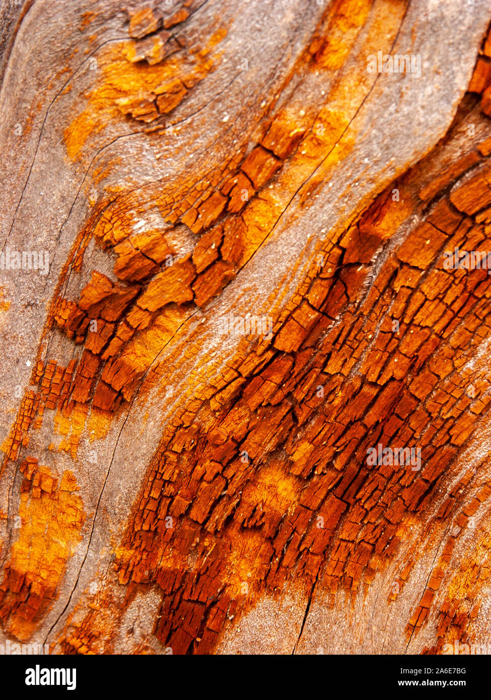 Détail de l'écorce de chêne rouge érodées par le temps, d'un plante parc vieux de plusieurs siècles. Textures et des rayures sur l'écorce avec moss causé par le temps. Banque D'Images