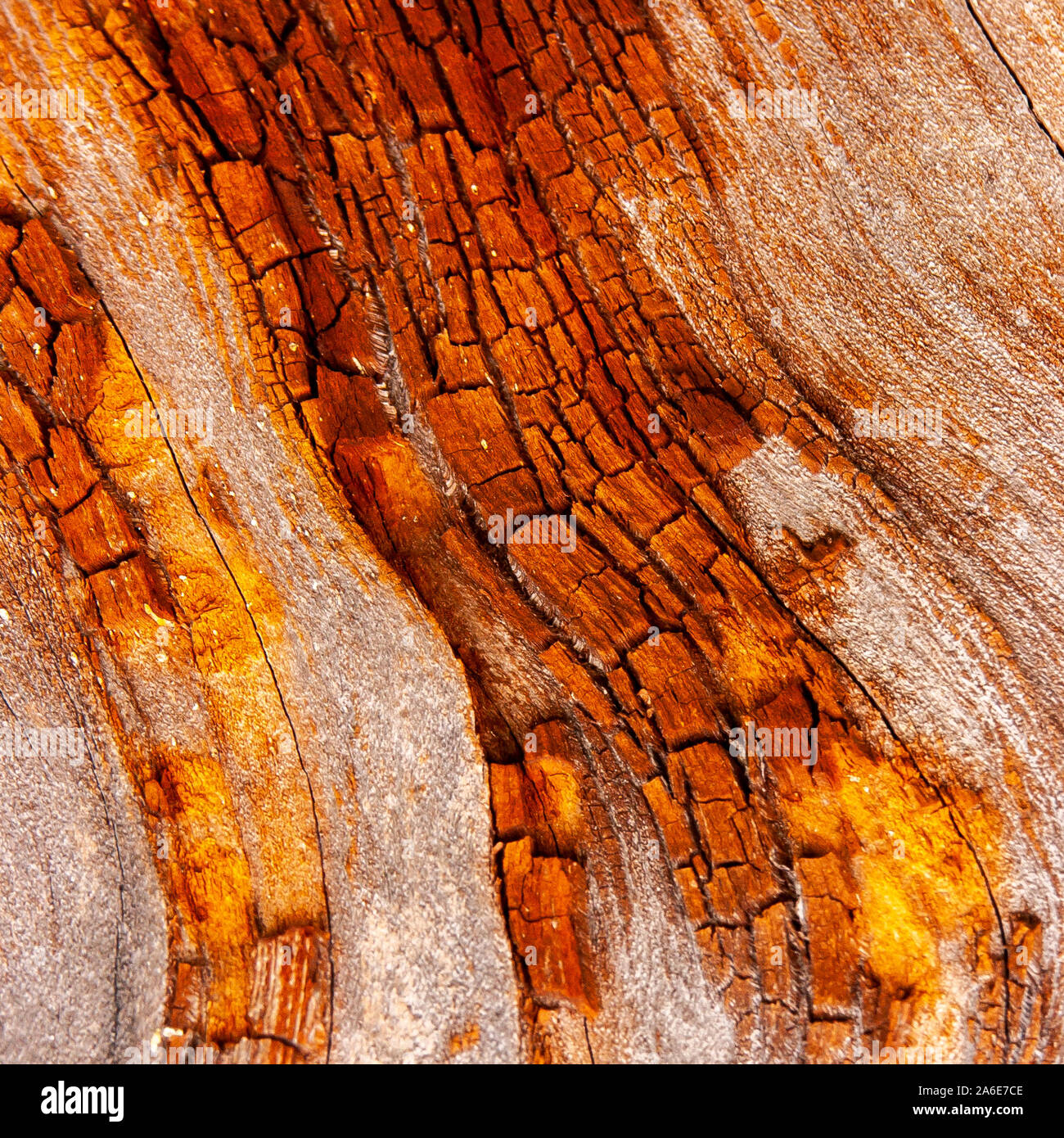Détail de l'écorce de chêne rouge érodées par le temps, d'un plante parc vieux de plusieurs siècles. Textures et des rayures sur l'écorce avec moss causé par le temps. Banque D'Images