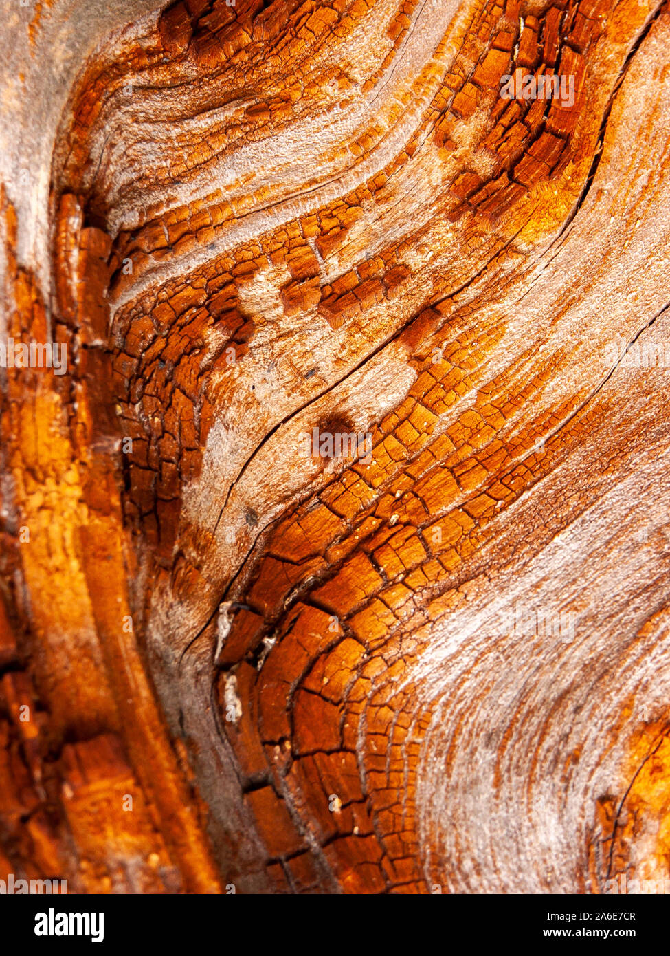 Détail de l'écorce de chêne rouge érodées par le temps, d'un plante parc vieux de plusieurs siècles. Textures et des rayures sur l'écorce avec moss causé par le temps. Banque D'Images