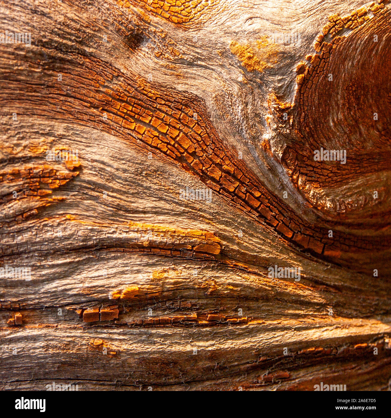 Détail de l'écorce de chêne rouge érodées par le temps, d'un plante parc vieux de plusieurs siècles. Textures et des rayures sur l'écorce avec moss causé par le temps. Banque D'Images